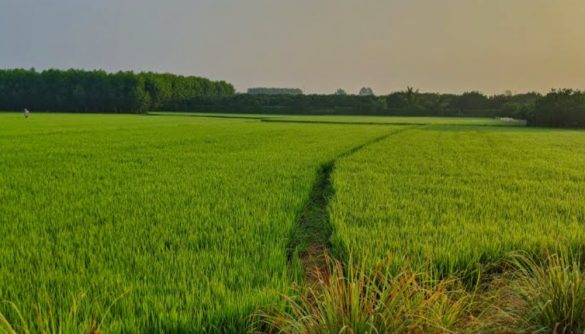 Area lahan pertanian