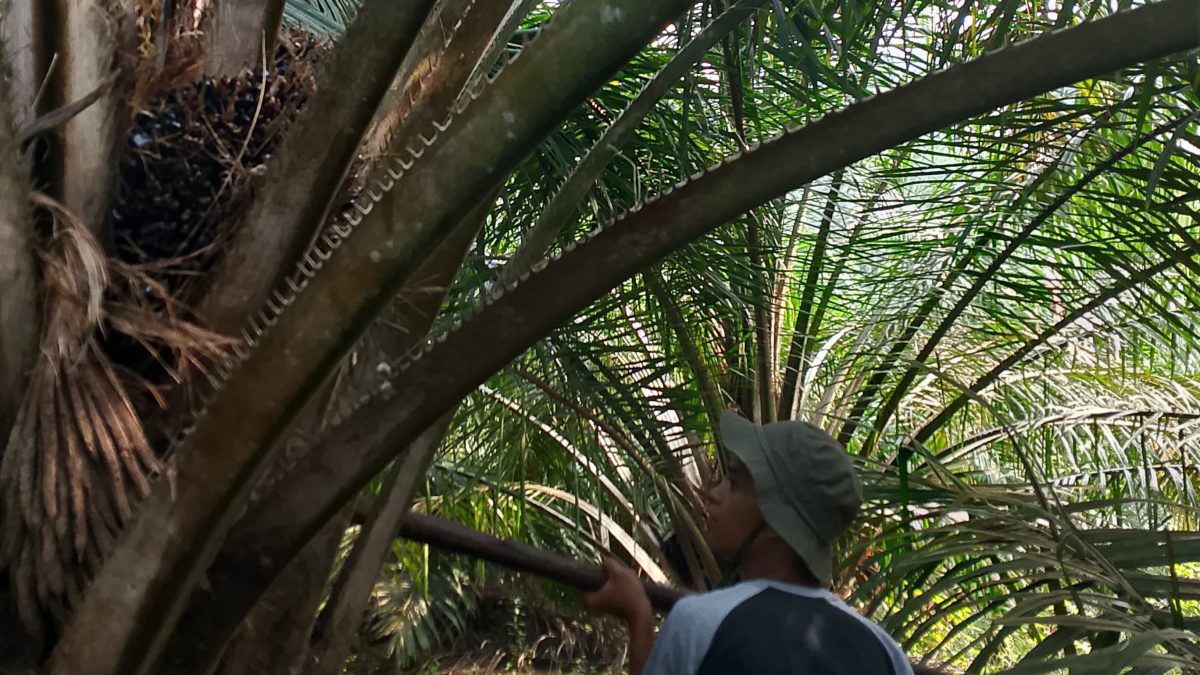 Menjaga Amanah di Balik Pelepah: Kisah Pemuda yang Setia Merawat Kebun Sawit Orang Tua