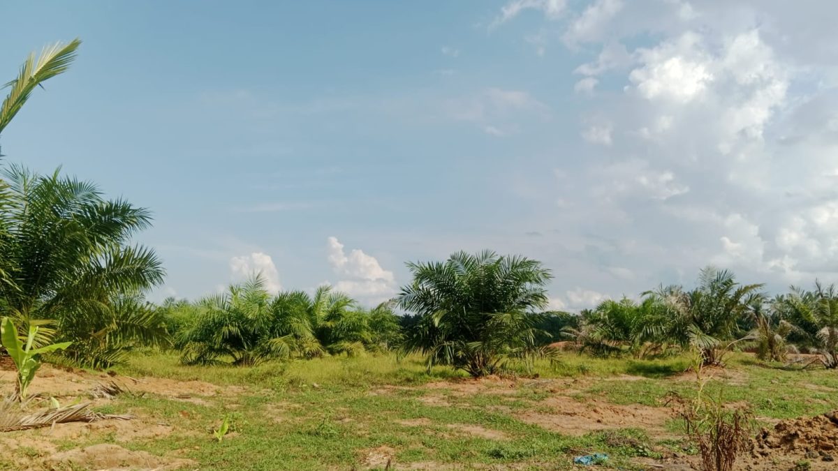 Program PSR Jadi Penyelamat Petani Sawit di Asahan, Ringankan Beban Biaya Replanting