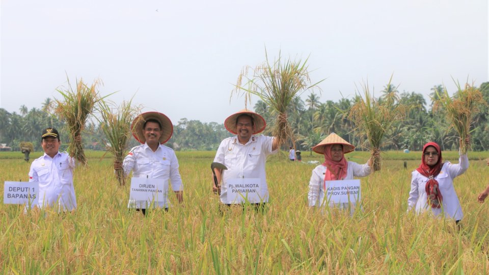Kota Pariaman Rayakan Panen Raya Berlimpah