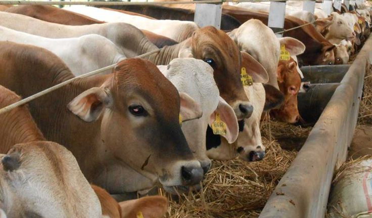 Kementan Jamin Kesehatan dan Stok Sapi Kurban Menjelang Idul Adha 2026
