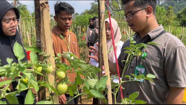 Budidaya Tomat Modern Menuntut Ketelitian di Tengah Kebutuhan Pasar