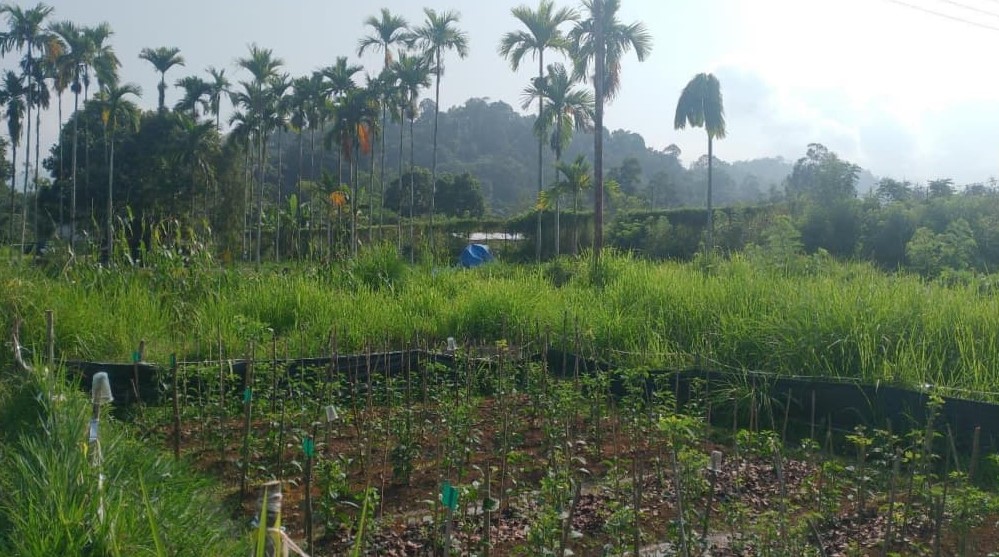 Strategi Menanam di Lahan Yang Sempit