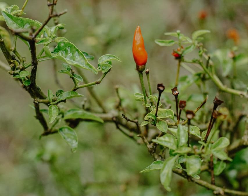 Bisa Panen 12 Kali Setahun, Ini Alasan Genus Capsicum Layak Dilirik