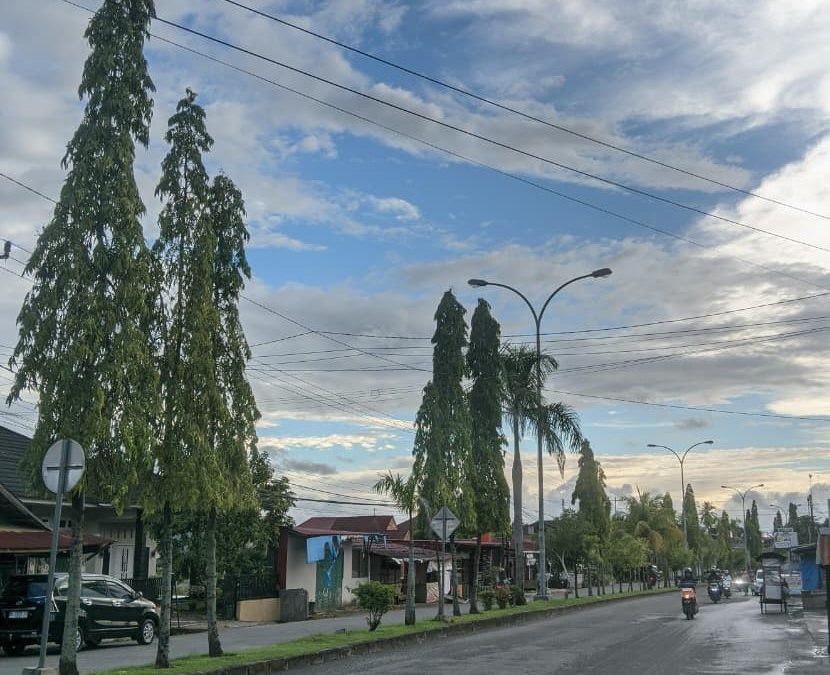 Cemara di Jl. Dr. Moh. Hatta: Cantik Tanpa Mengusik