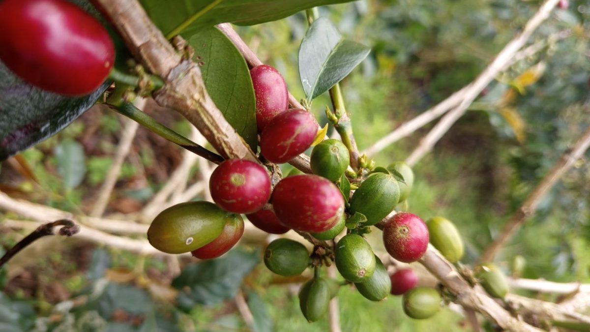 Siapa Sangka, Kopi Arabika Antarkan Ade Raih Gelar Sarjana