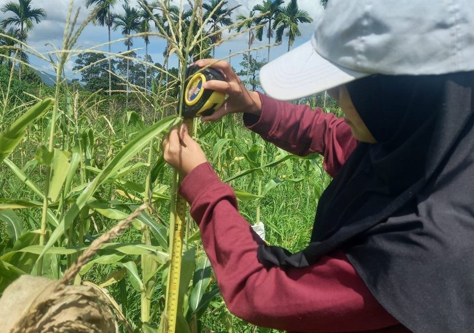 Bukan di Atas Kertas, tapi di Bawah Terik: Perjuangan Menuju Sarjana