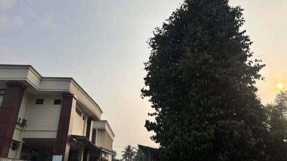 Pohon Melinjo Pengadilan Agama Pariaman