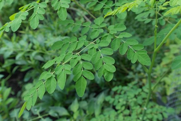 Daun tanaman kelor di lahan kering yang kerap dijuluki sebagai pohon keajaiban.