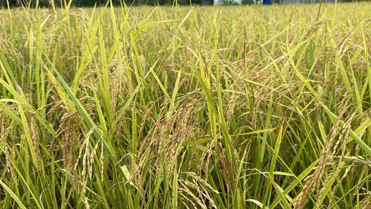 Benih Tahan Kekeringan Disiapkan Kementan Demi Hadapi El Nino
