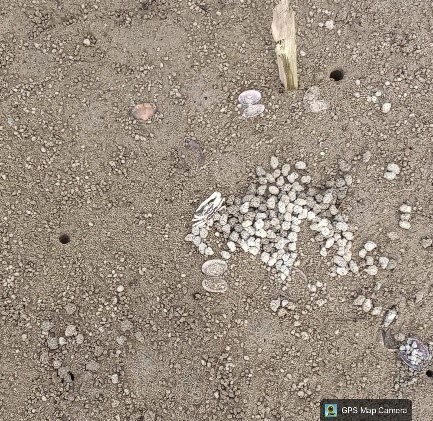 Kepiting Bakau: Jambak Sea Turtle Camp Rencanakan Buka Peluang Ekonomi