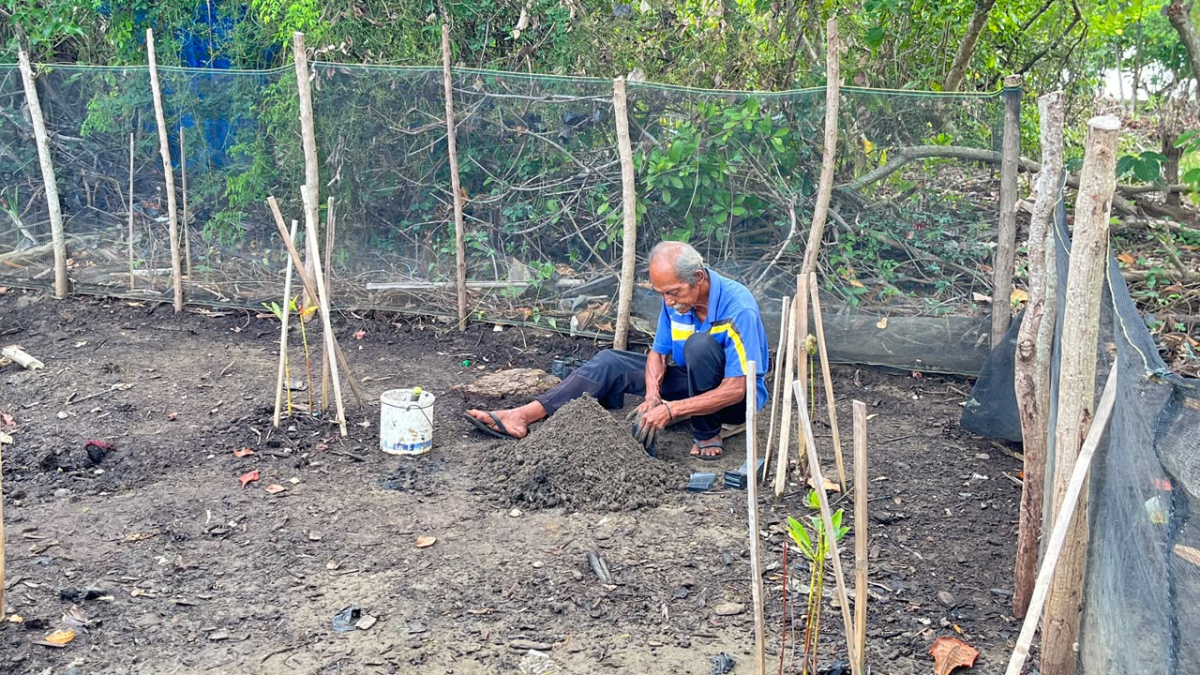 Merawat Mangrove di Pasir Jambak, dari Memilih Bibit hingga Memberi Waktu Beradaptasi
